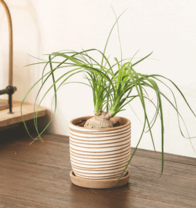 ponytail palm